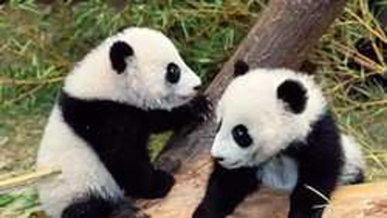 Zabálni valóan aranyosak: Így hemperegnek a Bécsi Állatkertben a bébipandák