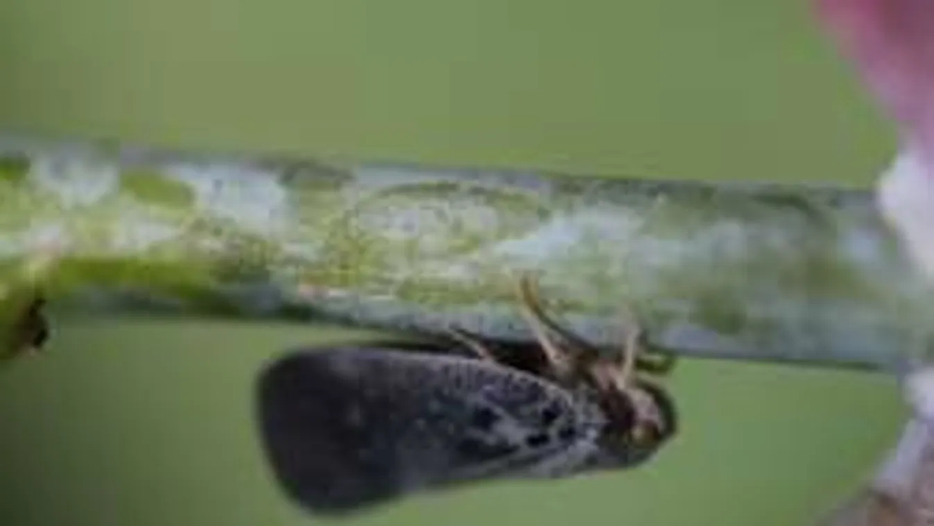 Itt a tavasz, máris támadja növényeidet ez az apró kártevő