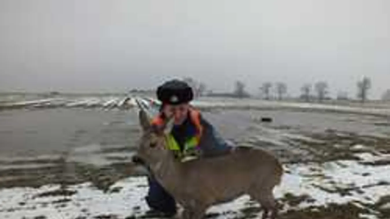 Megható jelenet: őzet mentettek a jég fogságából!