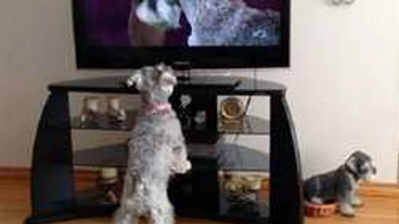 Miért szeretnek tévét nézni a háziállatok?