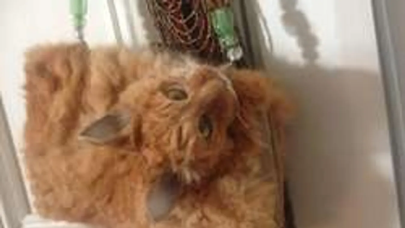 Döglött macskából készült táska horroráron - Fotó