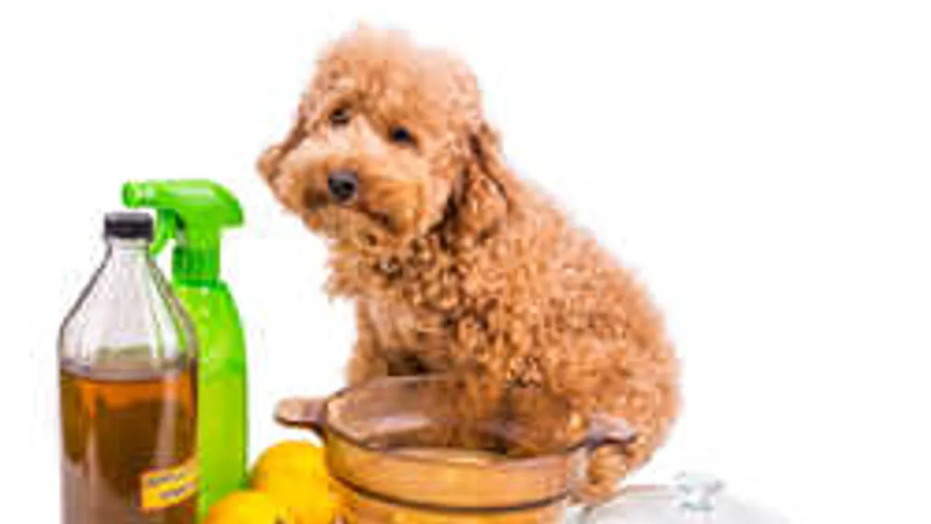 Te is gazdi vagy? Akkor fontos, hogy mindig legyen otthon eceted!