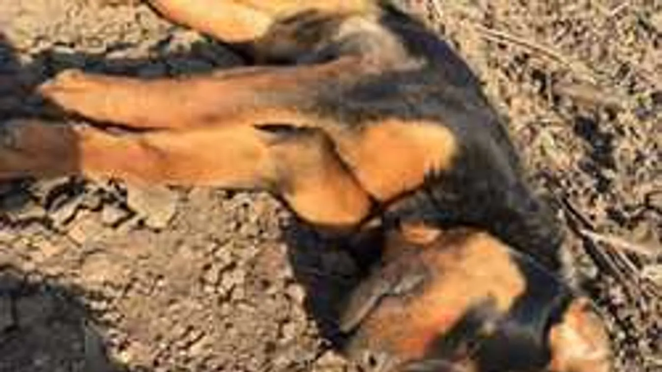 Négy kutyát lőttek ki egyszerre a mezőn