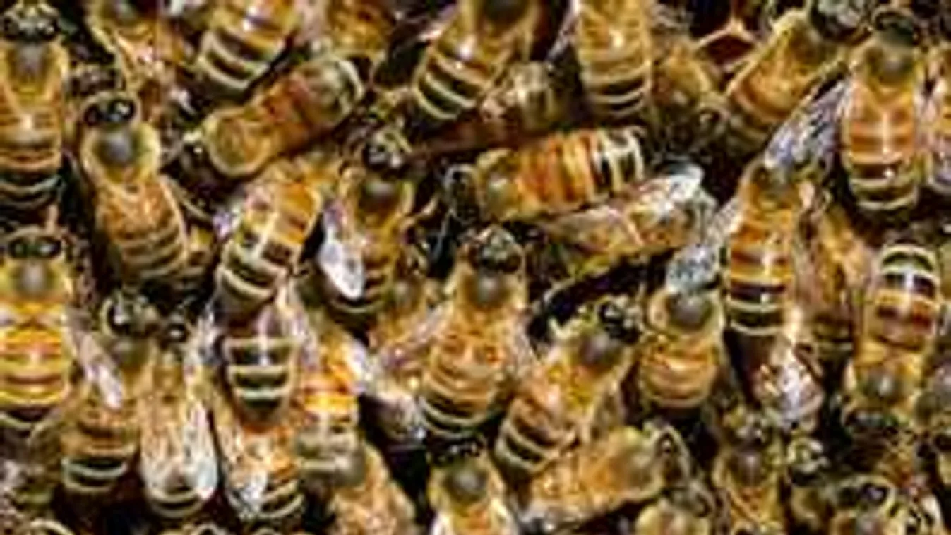 Kevesebb és drágább lesz idén a méz