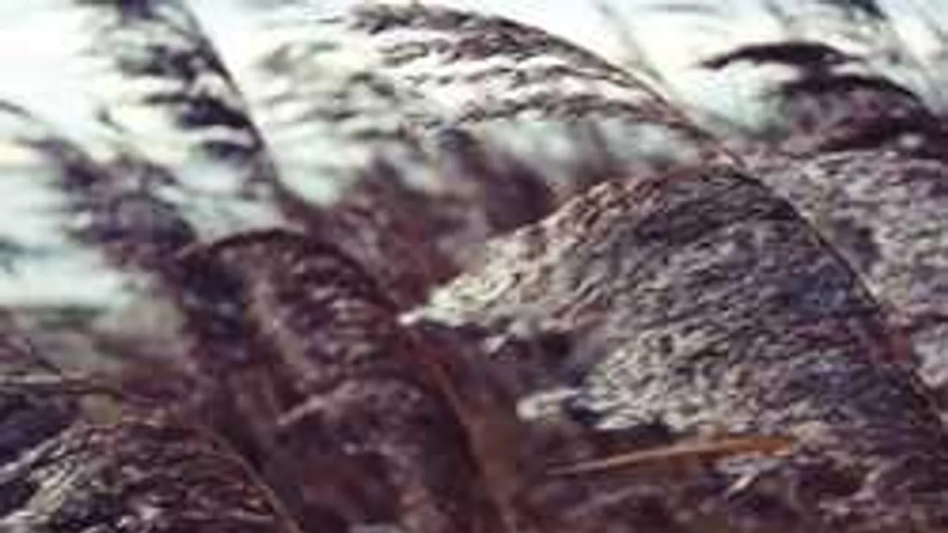 Felmelegszik a levegő, de elviselhetetlen dolgokat hoz magával