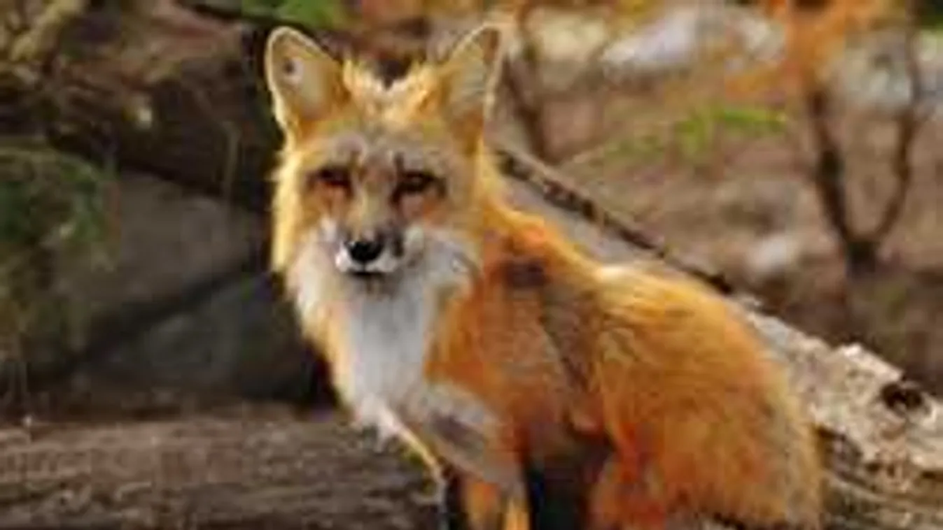 Tilos kutyát sétáltatni, veszélyben vannak a négylábúak