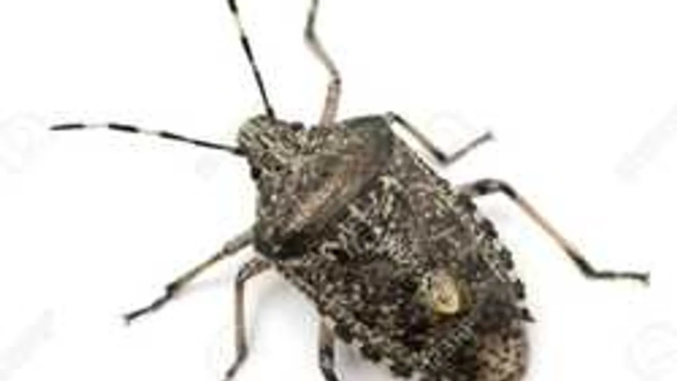 Újra itt poloskainvázió! Lehetetlen védekezni ellenük!