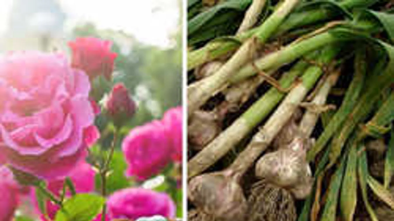 Ezt a 10 növényt jó, ha együtt ülteted el a kertben