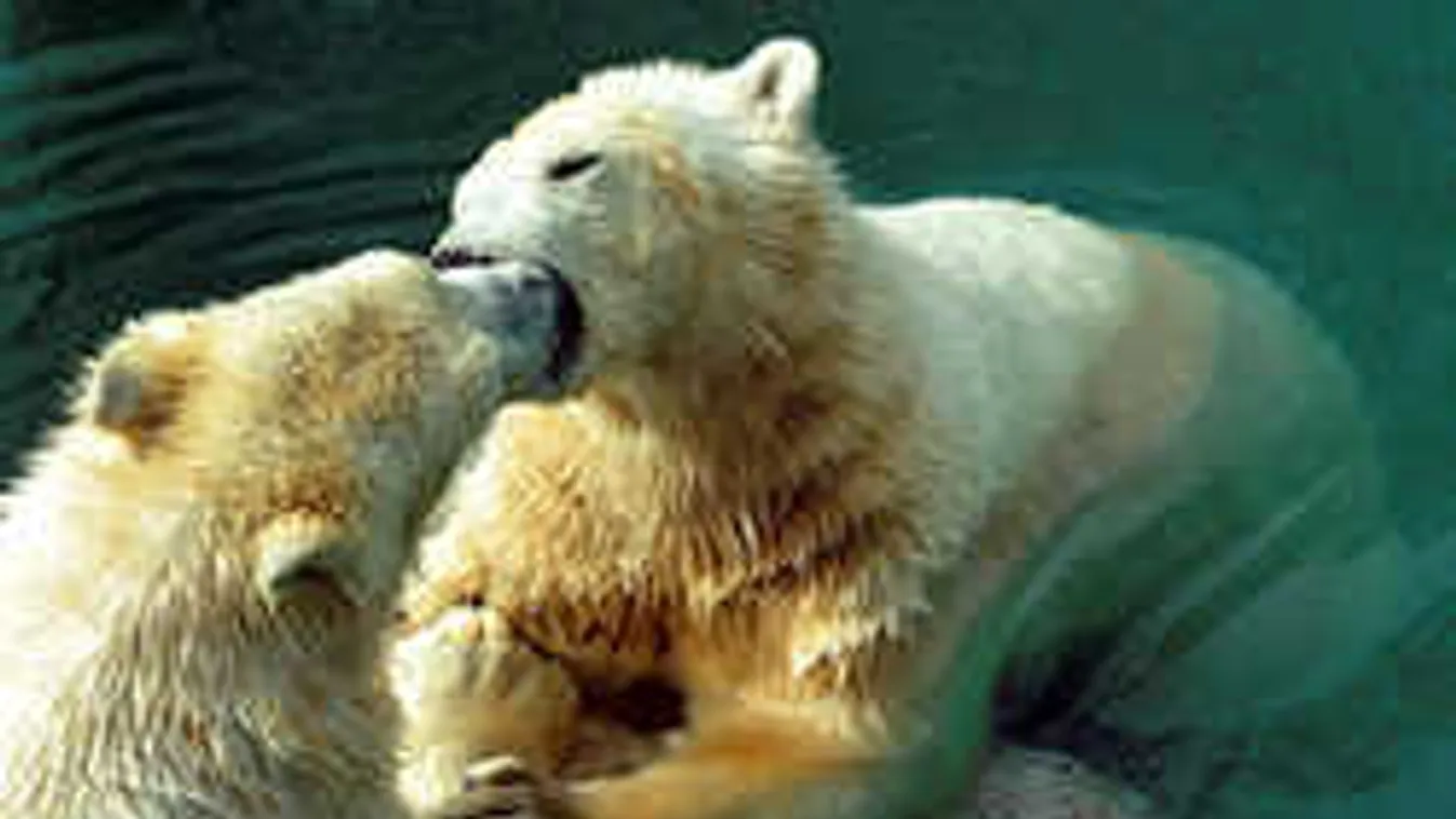 Mindenki az új jegesmedvéket akarja látni