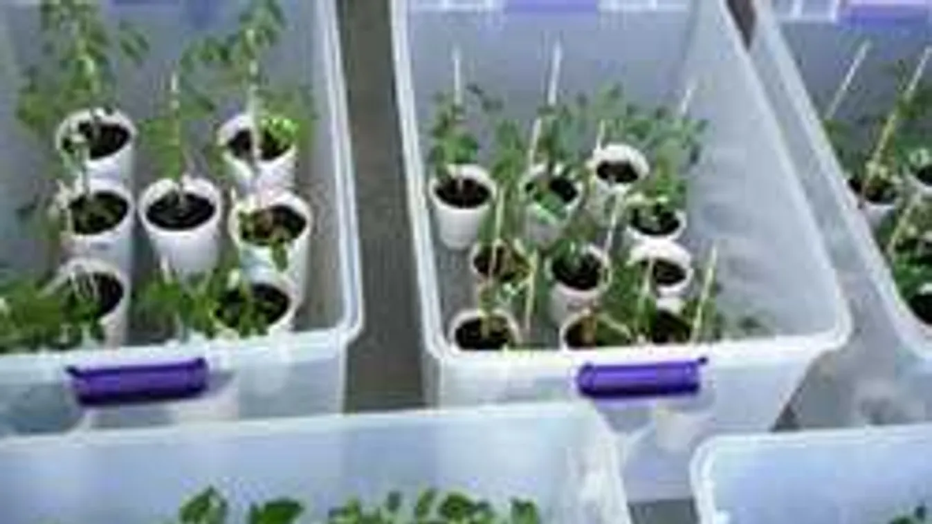 Így spórolj a kerten tavasszal: Zseniális ötletek palántázáshoz