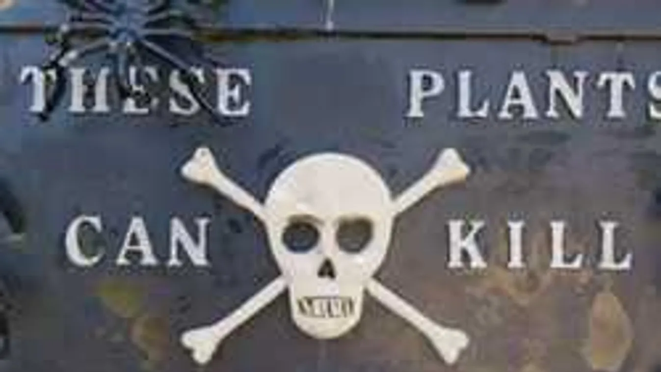 Ezekhez a hétköznapi virágokhoz sose nyúlj, mert belehalsz