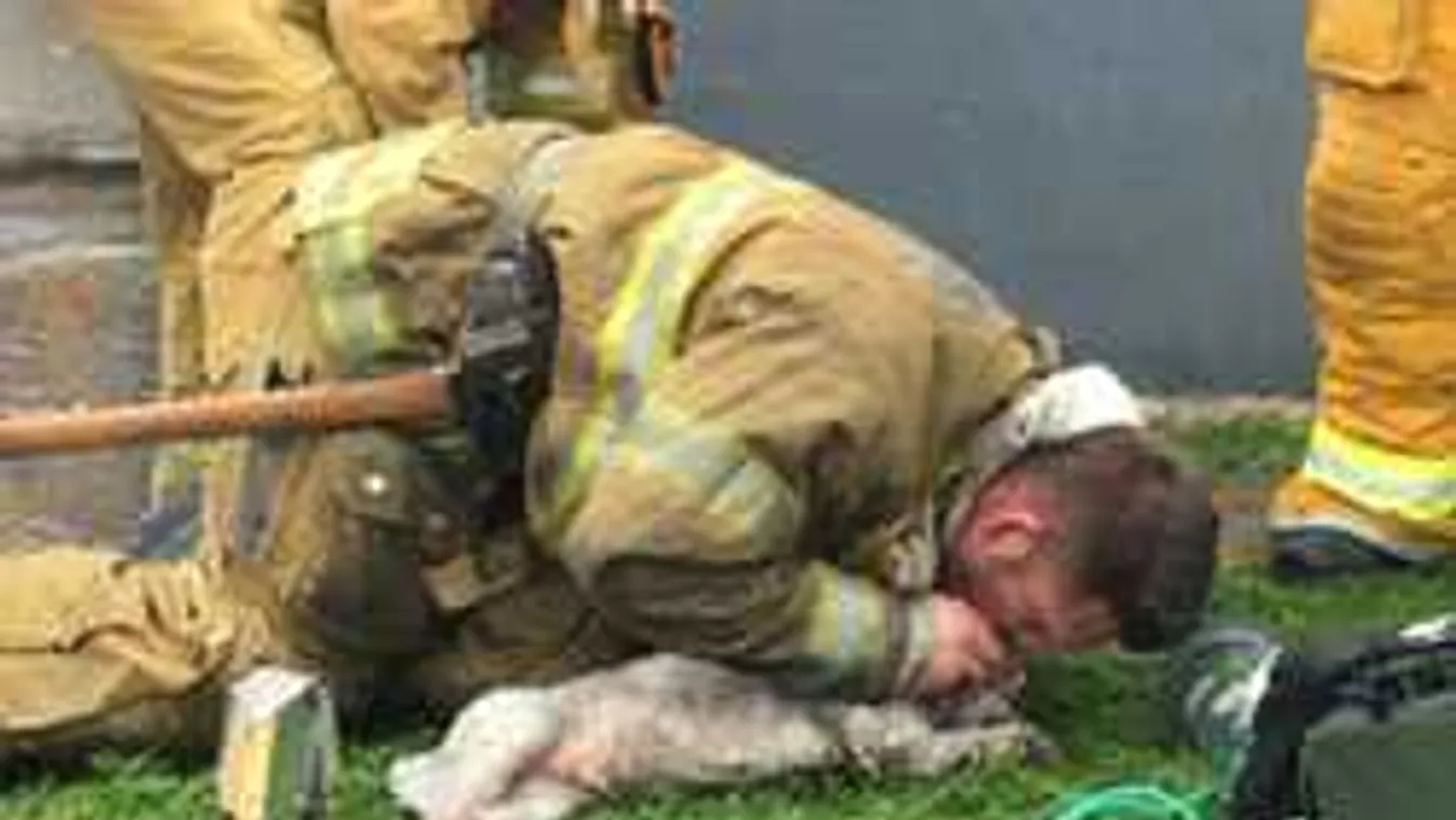 Kimentették, majd újraélesztették a kiskutyát a hős tűzoltók - videó