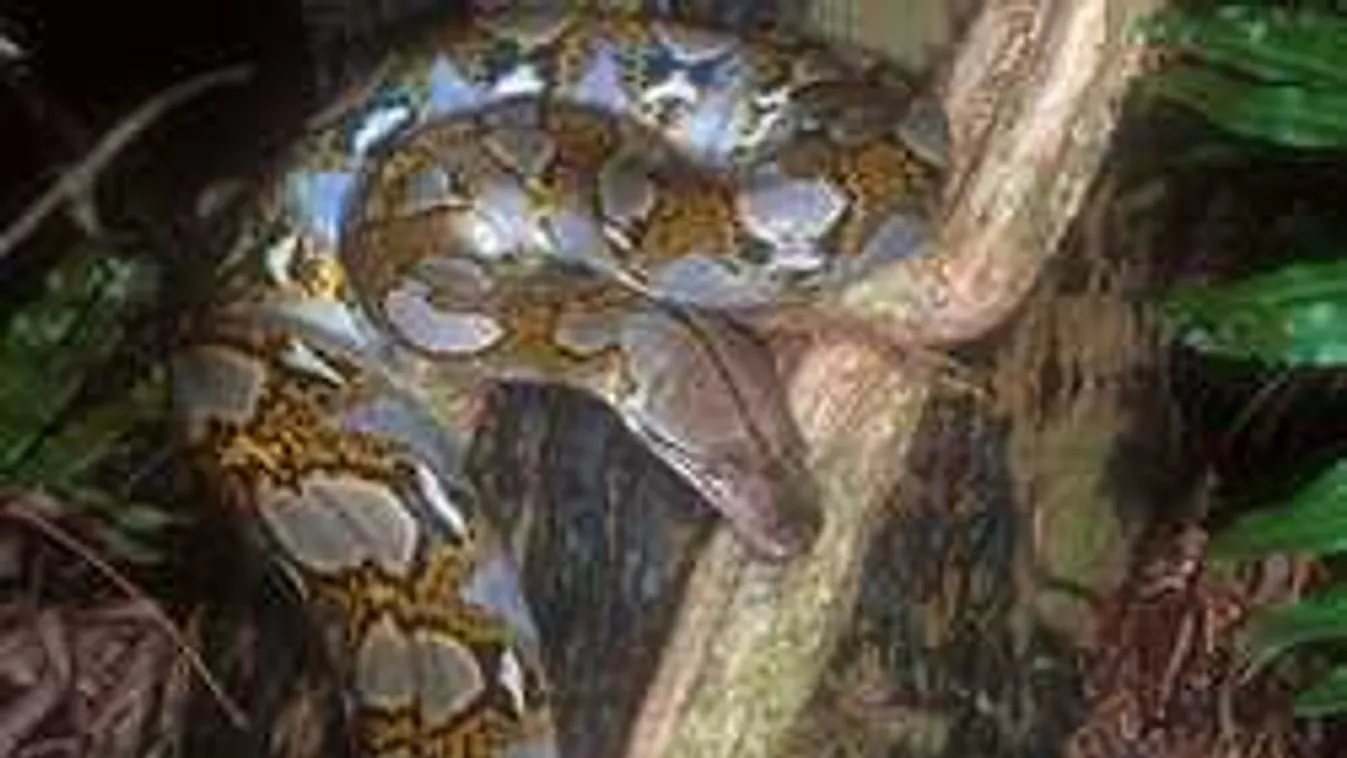 Emberevő kígyóra bukkantak