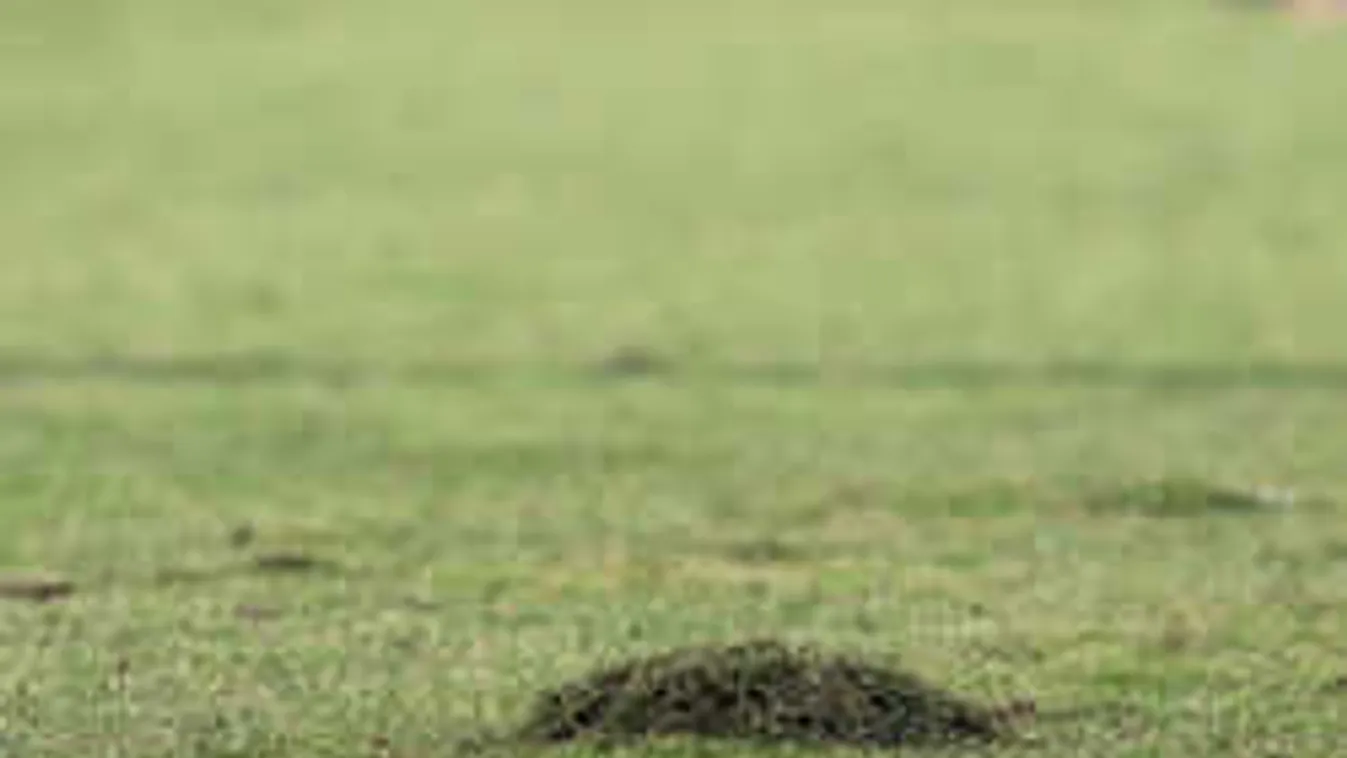 Hét nap alatt tönkrement a 800 milliós libalegelő