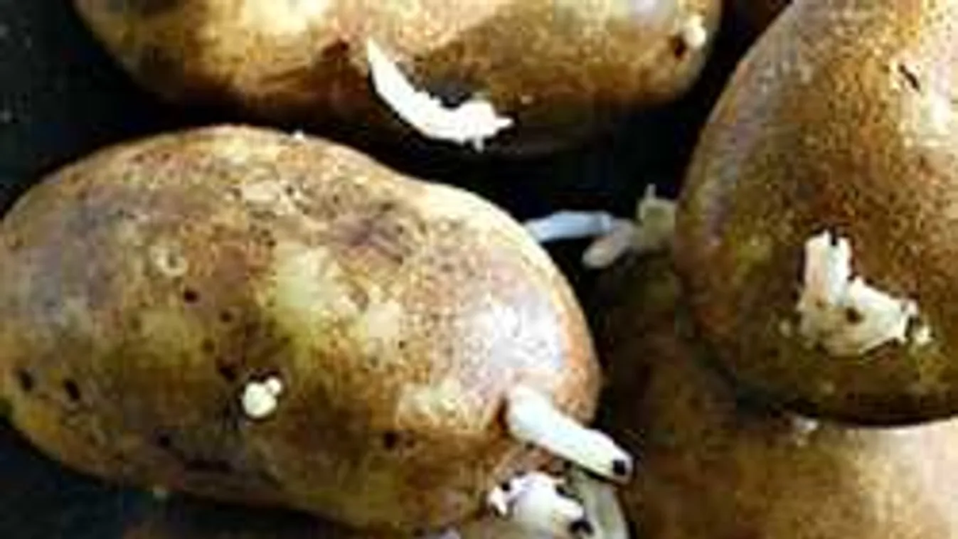 Kicsírázott a krumplid? Ki ne dobd! Megmutatjuk, mit kezdj vele!