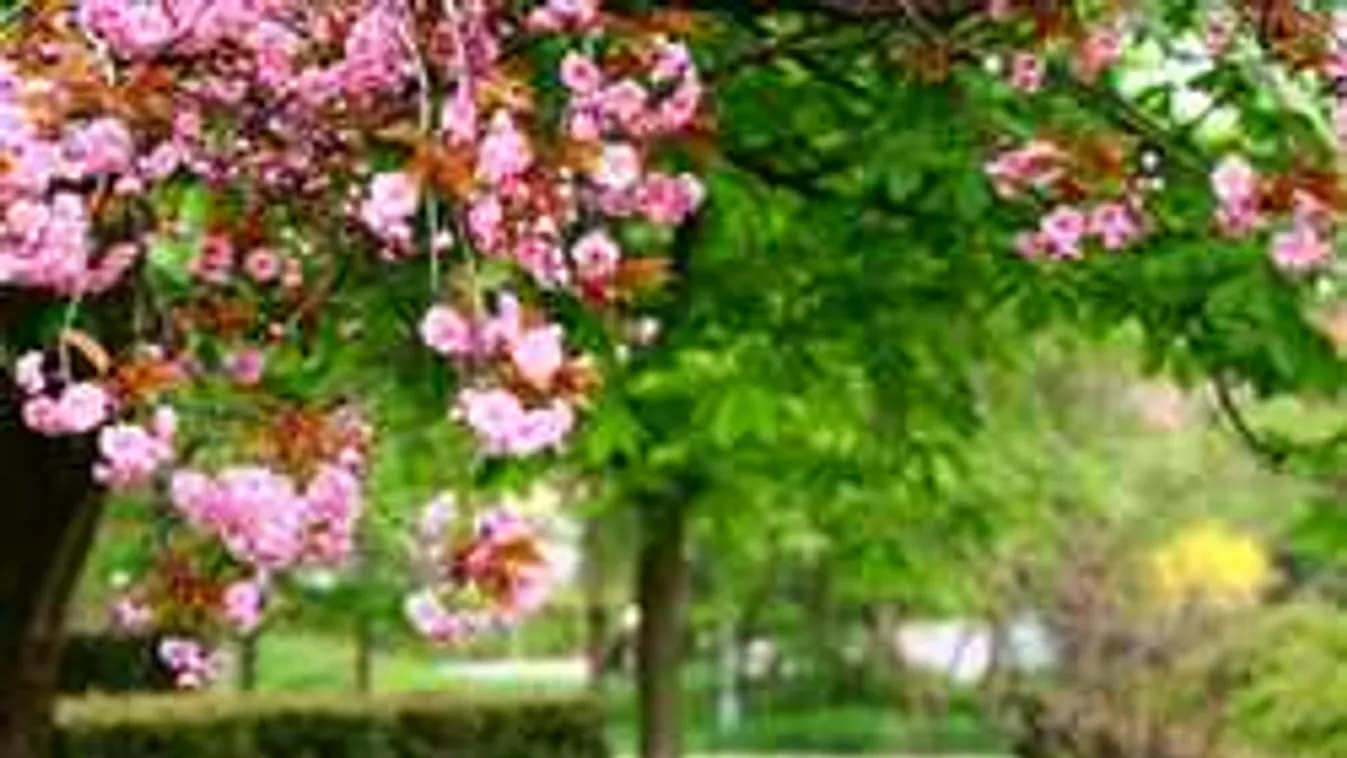 Szórj újságpapírt és hajat a kertbe! Nem vicc, a hatás megdöbbentő!