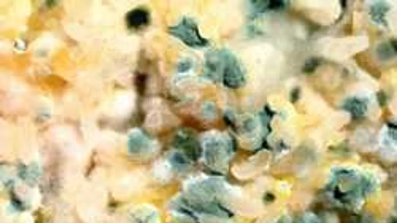 Rejtélyes idegen fizetett milliókat egy kis penészért