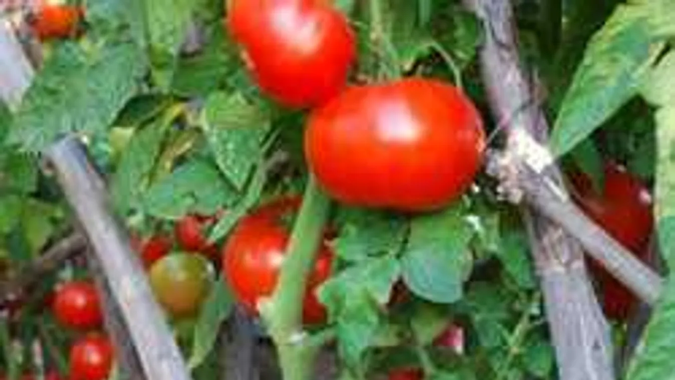 2017-ben így lesz szuper paradicsomod!