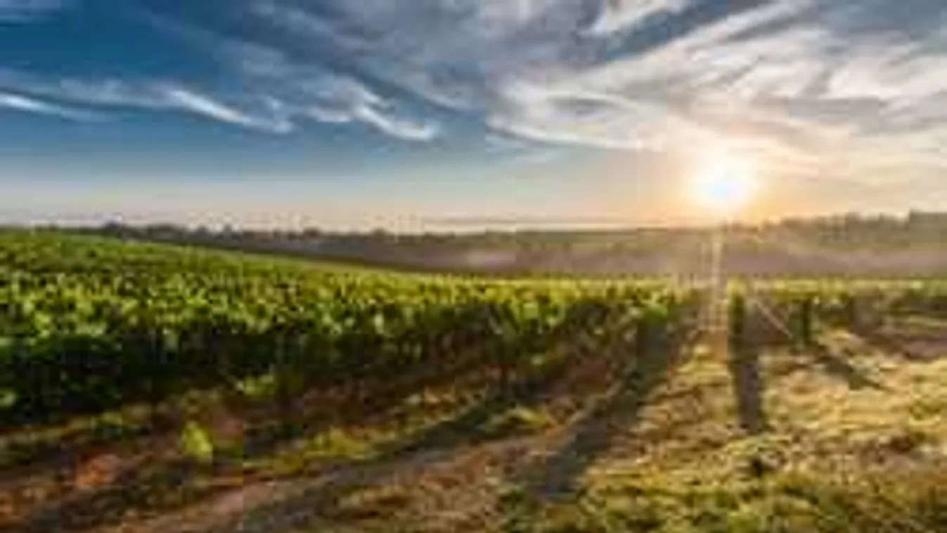 Útfejlesztéssel javította borvidéke elérhetőségét Szekszárd