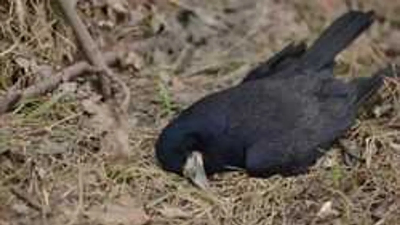 Rettegnek a madárinfluenzától: varjútetemekre bukkantak Szegeden