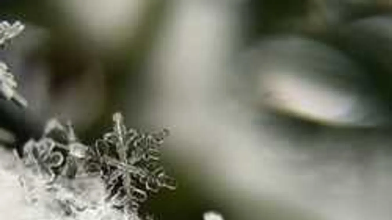 Durva faggyal indul a reggel: eső és viharos szél is lesz