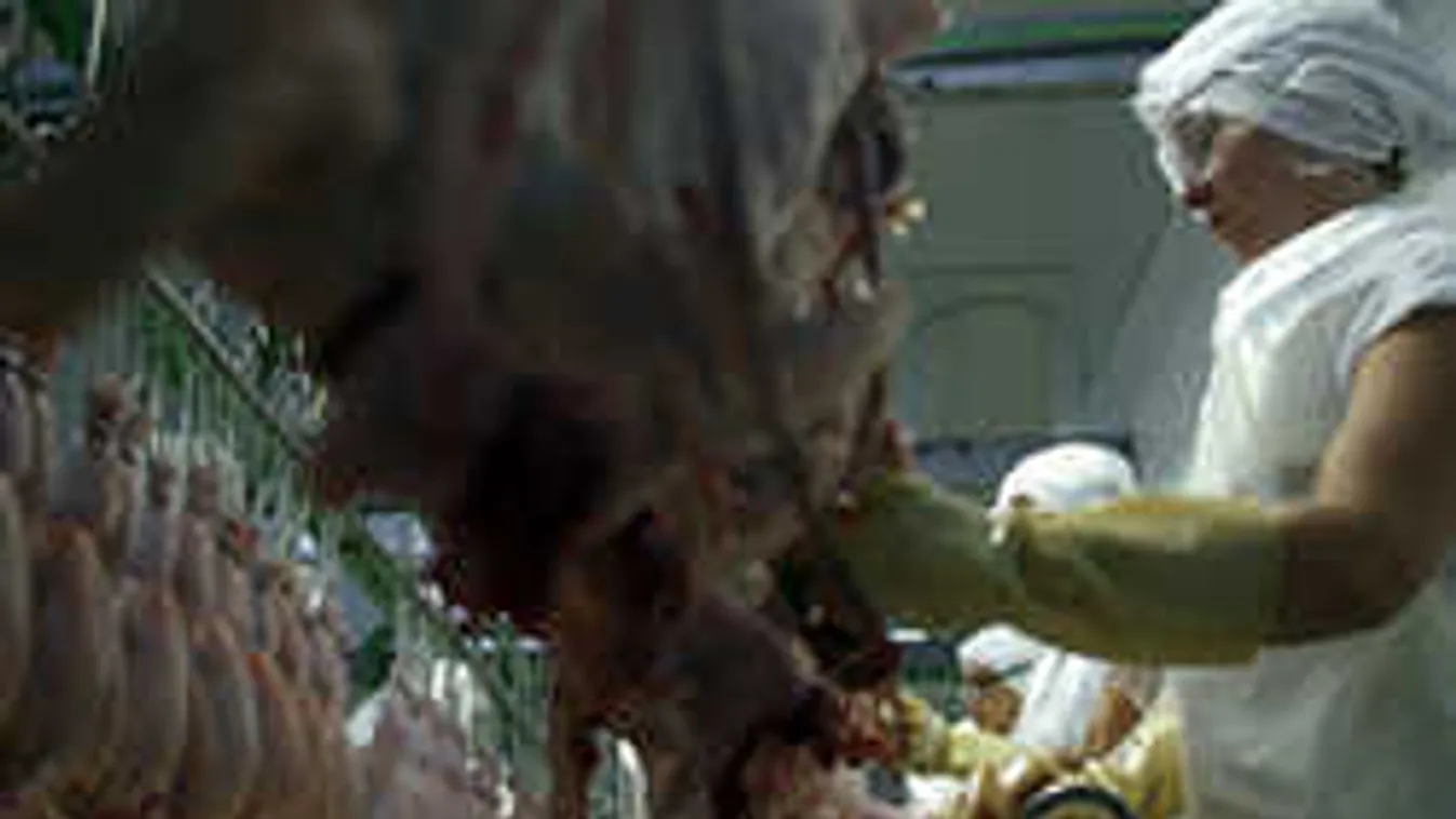 Veszélyes trópusi szalmonella a csirkemájban