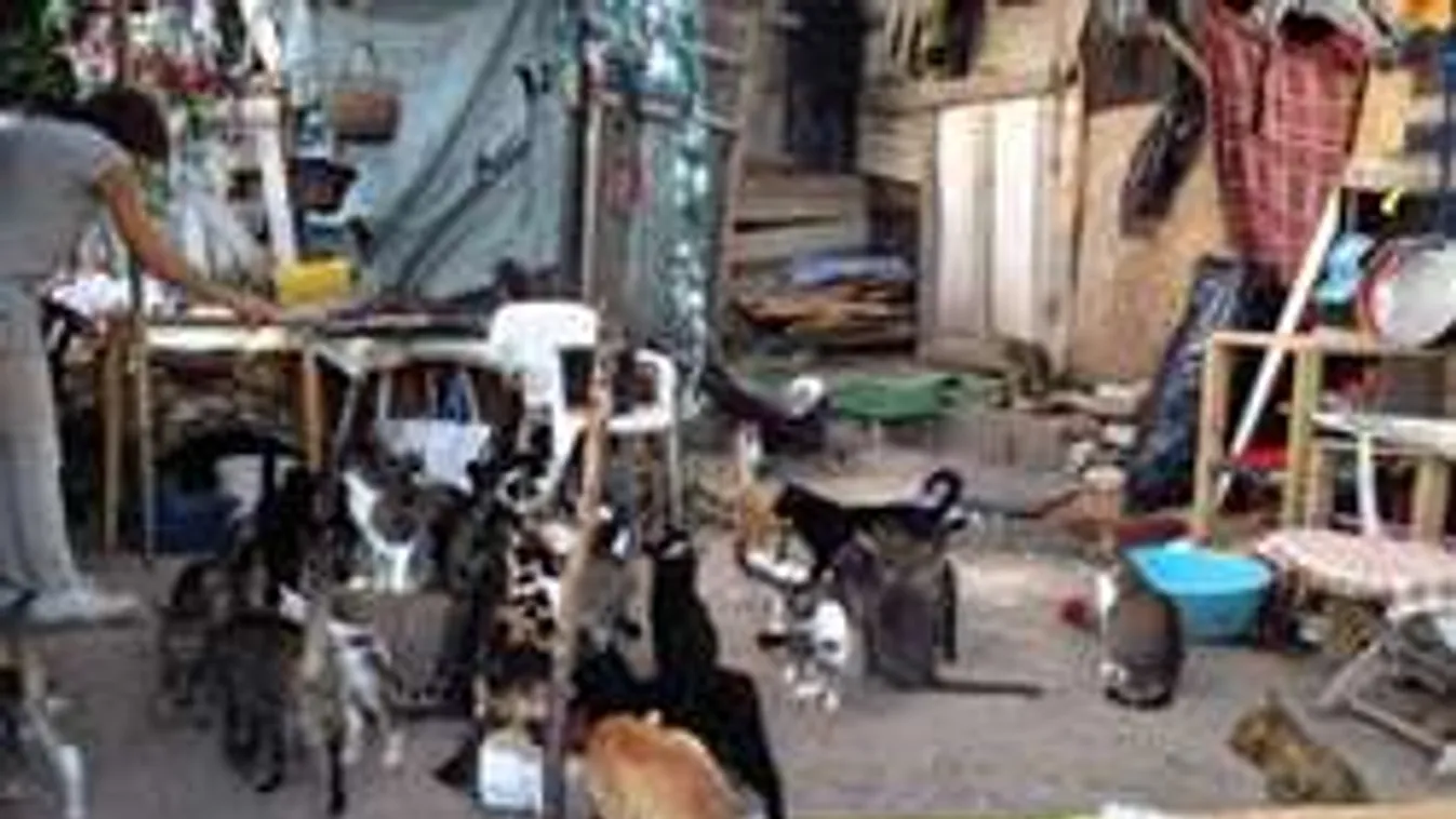 60 macskával osztja meg az ágyát a budapesti hajléktalan nő - Fotók