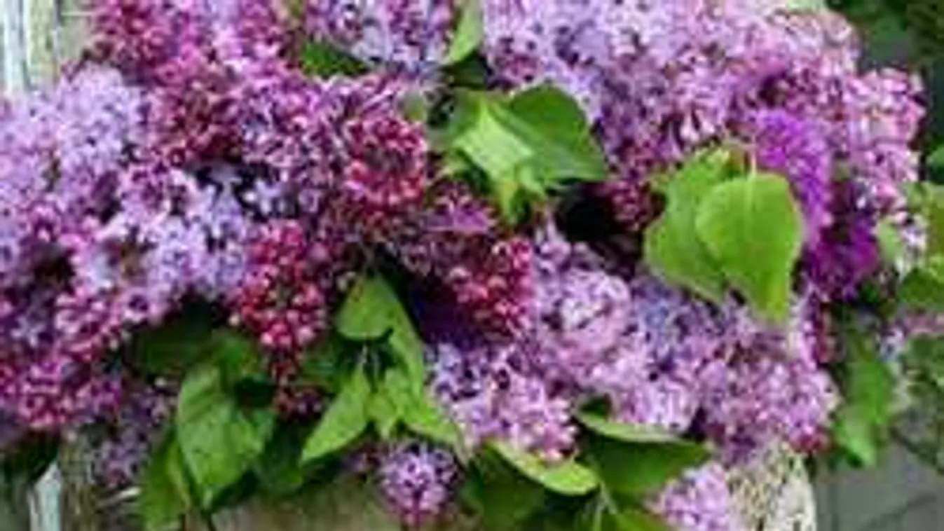 Tépni vagy nem tépni? Így lesz jövőre is szép az orgonád