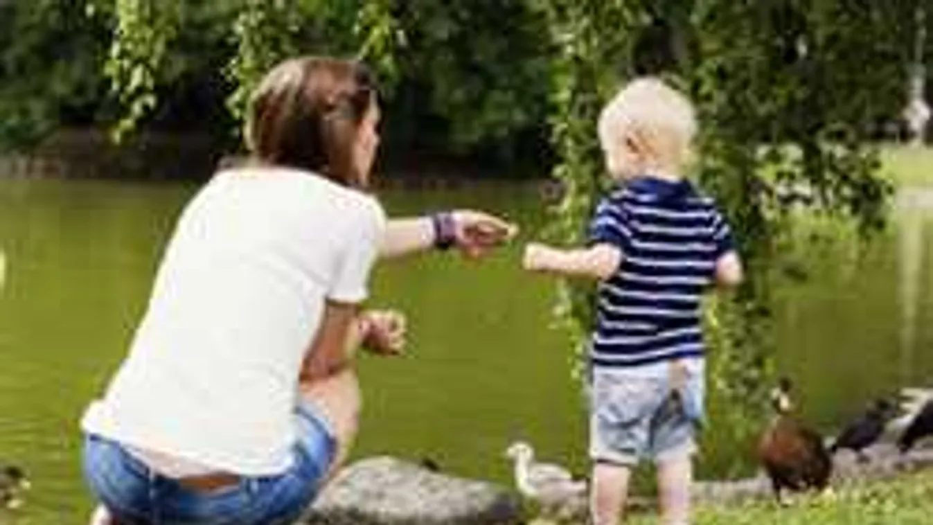 Könyörögnek az állatvédők, ezért ne etessük soha kenyérrel a kacsákat