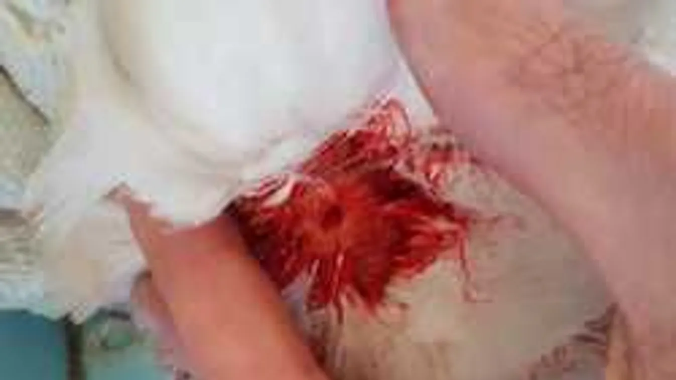 Lelőhették a védett állatot, nyomoz a rendőrség