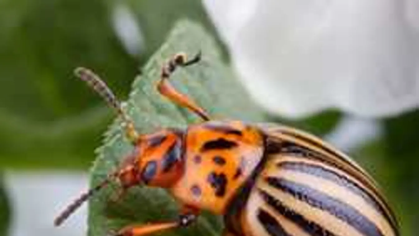 Vegyszer nélkül így tüntetheted el örökre kertedből a krumplibogarat