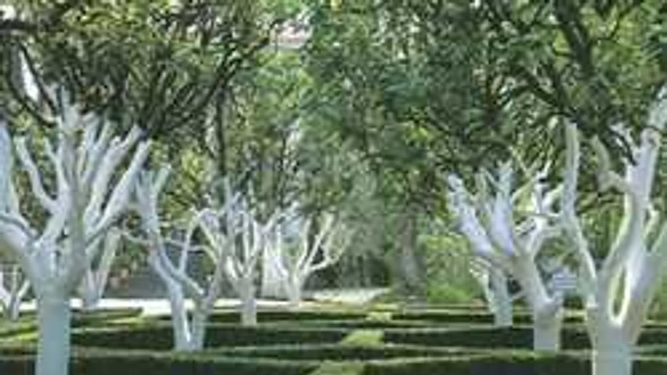 Kiderült, miért kell fehérre meszelni a gyümölcsfák törzsét