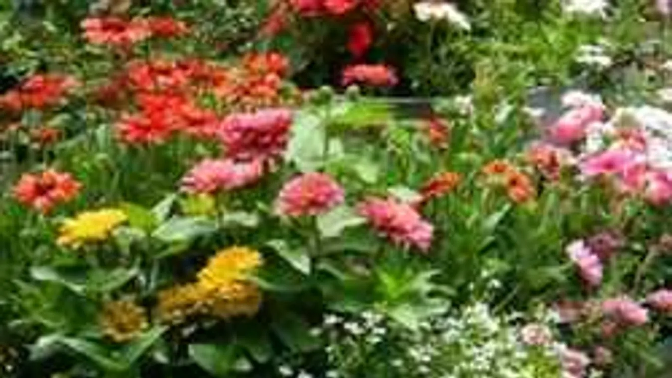 Szuper tippek, így lesz gyönyörű kiskert a teraszon