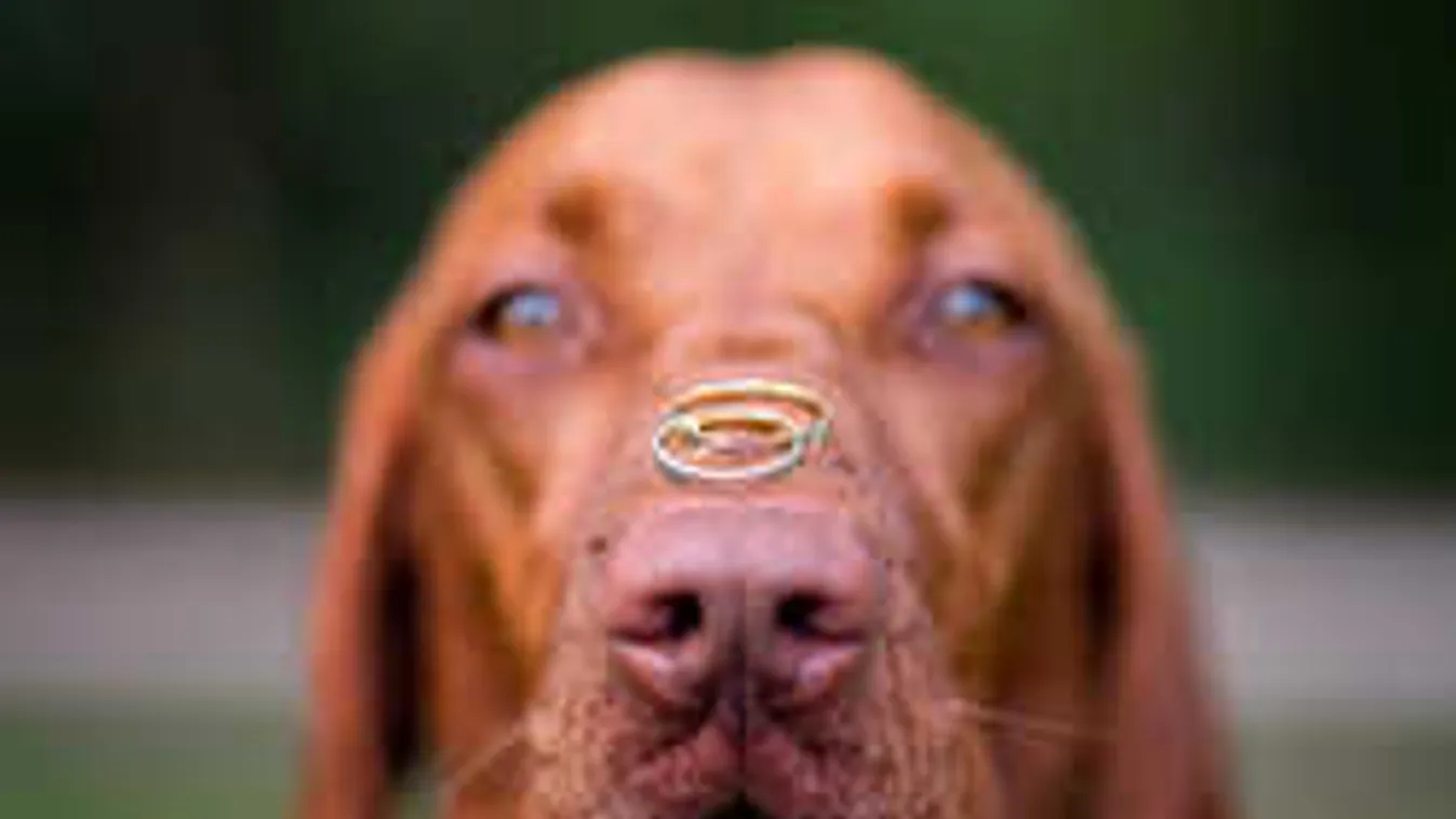 Elképesztő, amit ez a magyar vizsla véghez vitt - Fotók