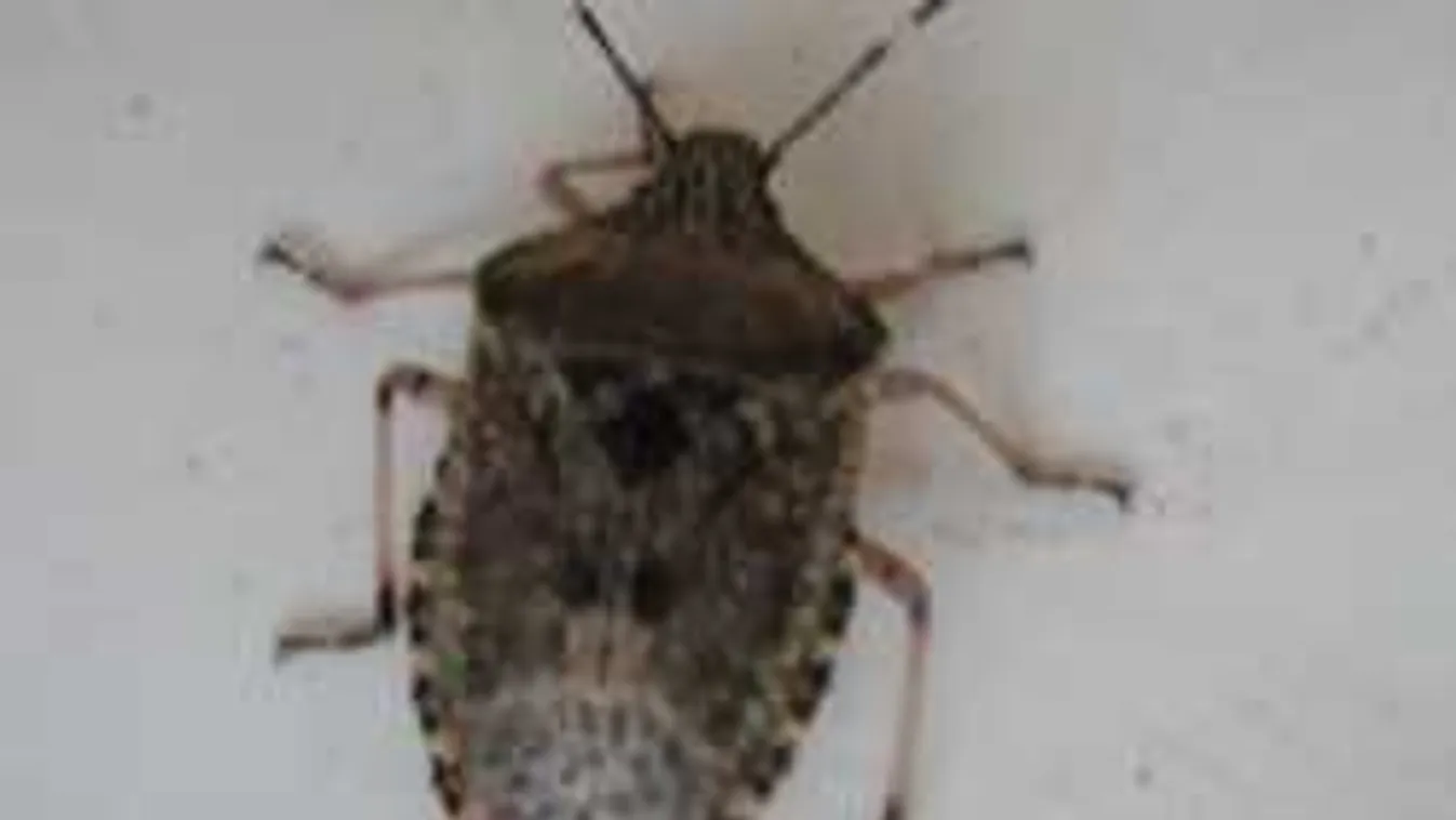 Magyarországi poloskainvázió: lesújtó adatot közöltek a szakemberek