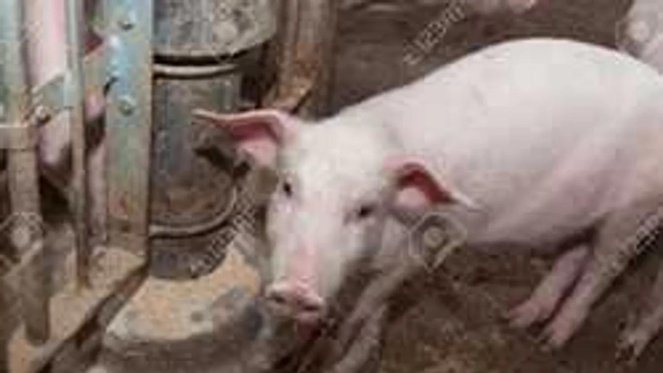 Malactáppal érlelik a söröket