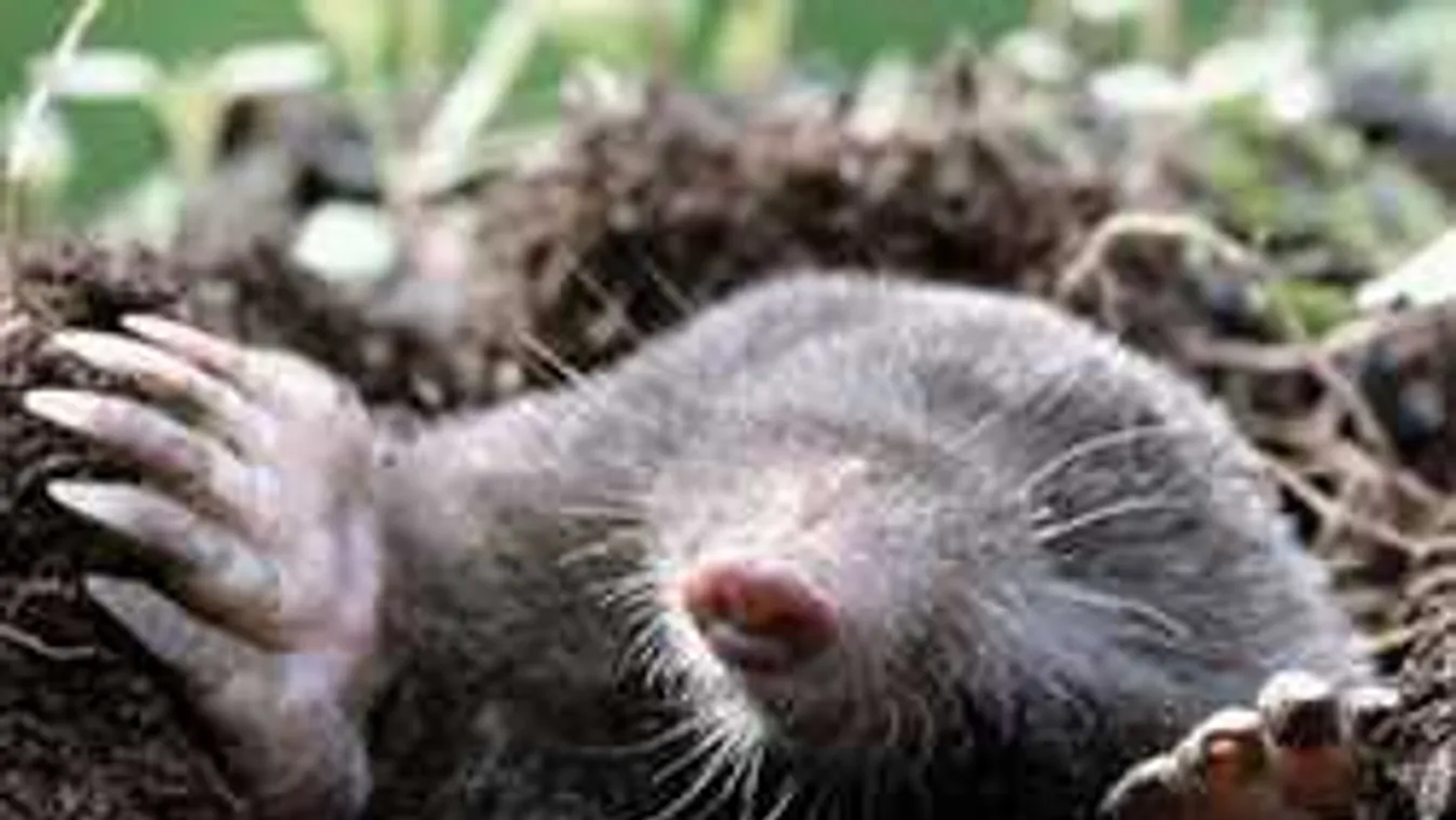 Idén nem lesz vakond a kertben! Itt a trükk, ami segít