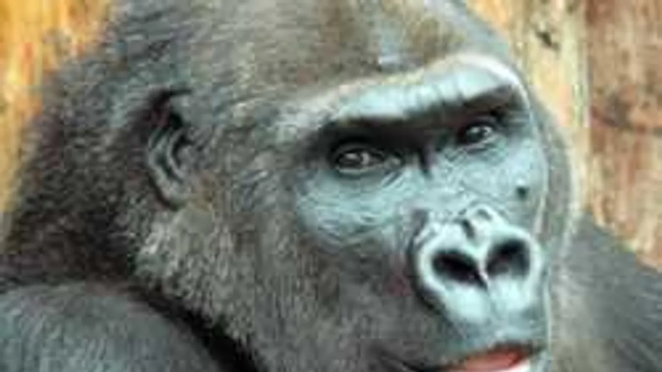 40. születésnapját ünnepli a magyarok kedvenc gorillája