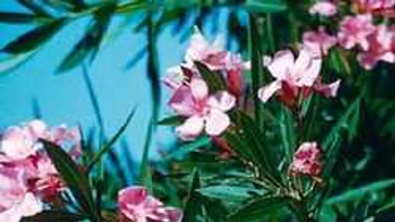 Leandered gyilkosa észrevétlenül támad, figyeld a jeleket