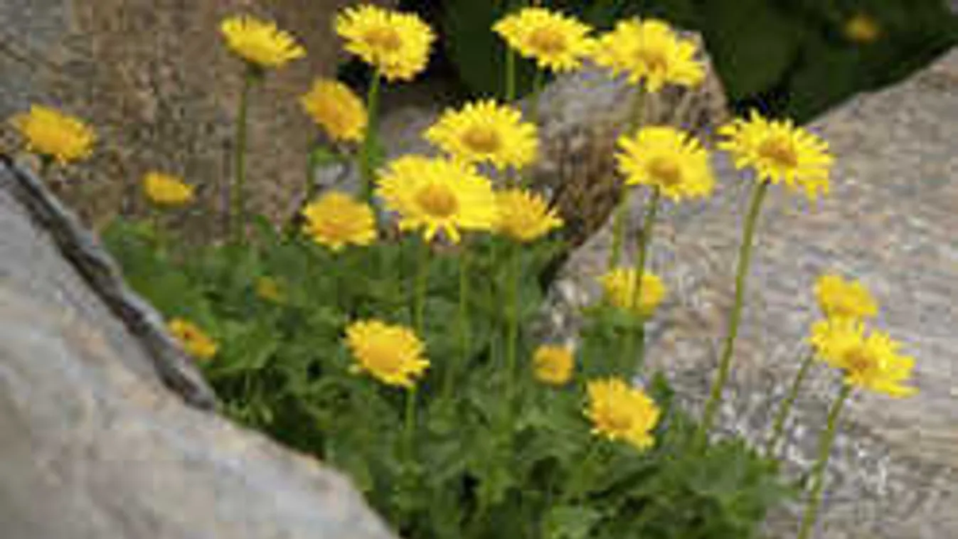 Nem bánod meg, ha gyógynövényekkel harcolsz a pirulák ellen