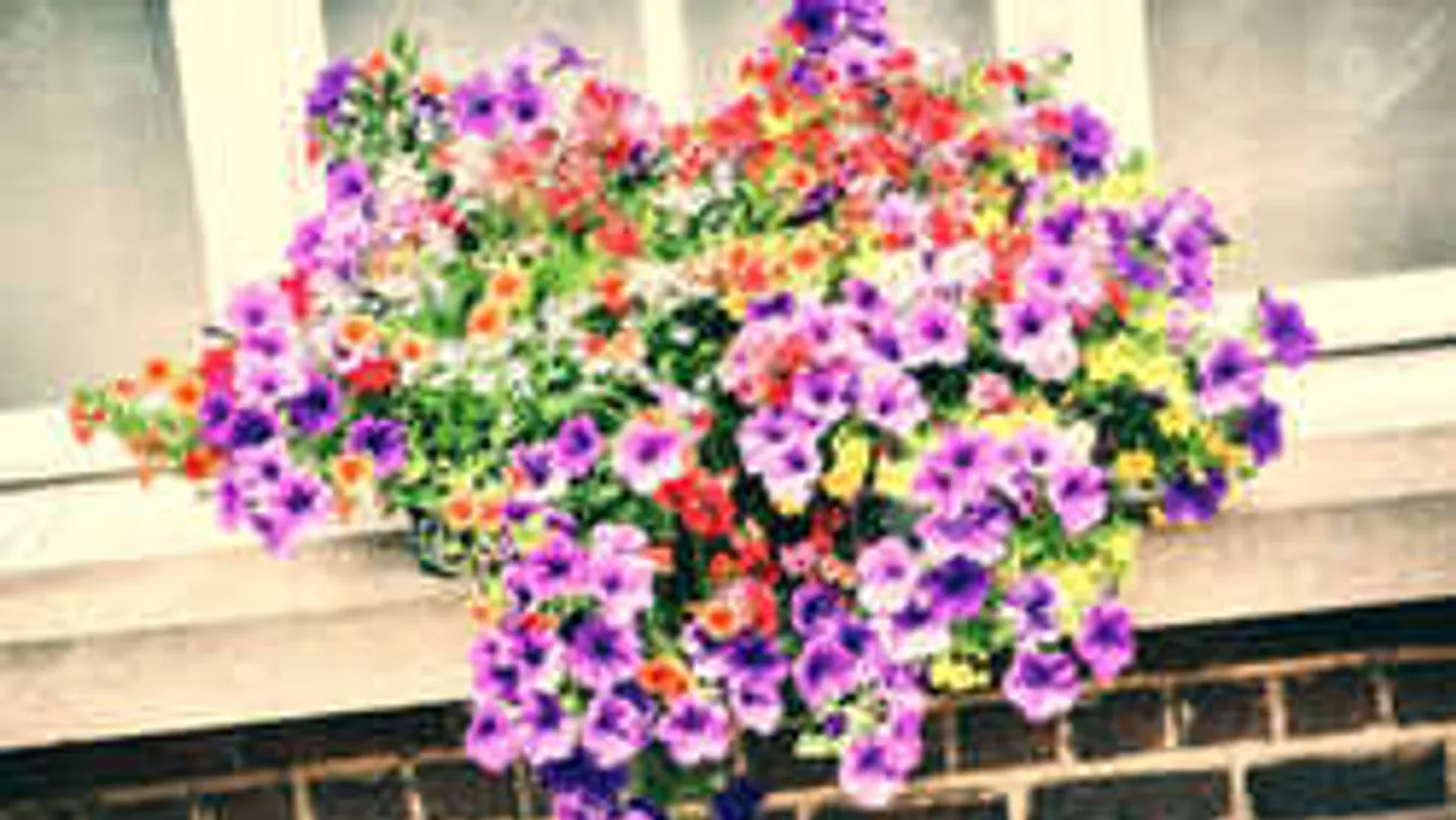 Ezt a trükköt ismerned kell: Így lesz egész nyáron gyönyörű a petúniád