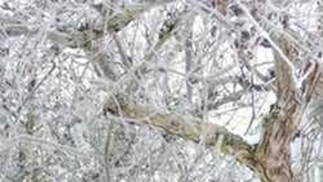 Gyilkos tél: letarolta az áprilisi hó a virágokat, gyümölcsfákat