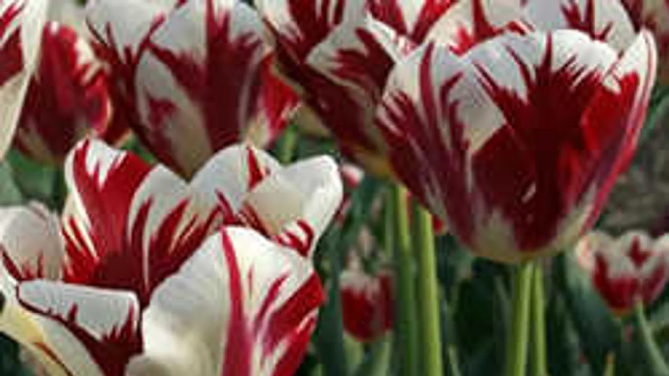 Elhervadt a kertben a tulipán? Mutatjuk pontosan, mit kell tenni