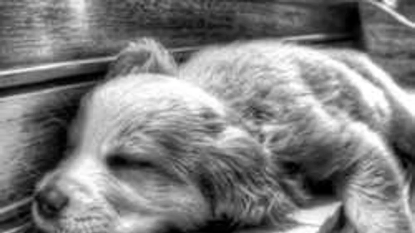 Elképesztő bizonyíték, a kutyák tényleg bárhol képesek elaludni