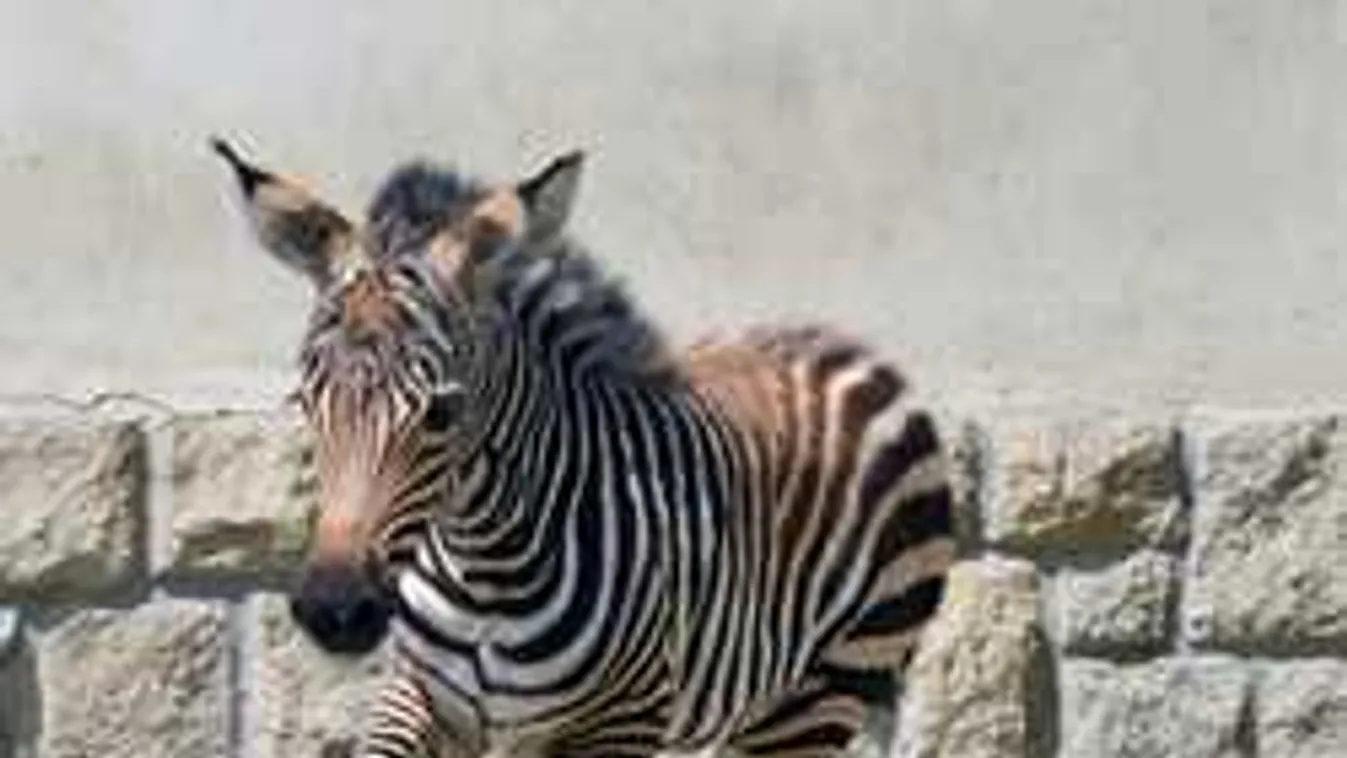 Hihetetlen, mit művel a kifutón ez a kis sztár