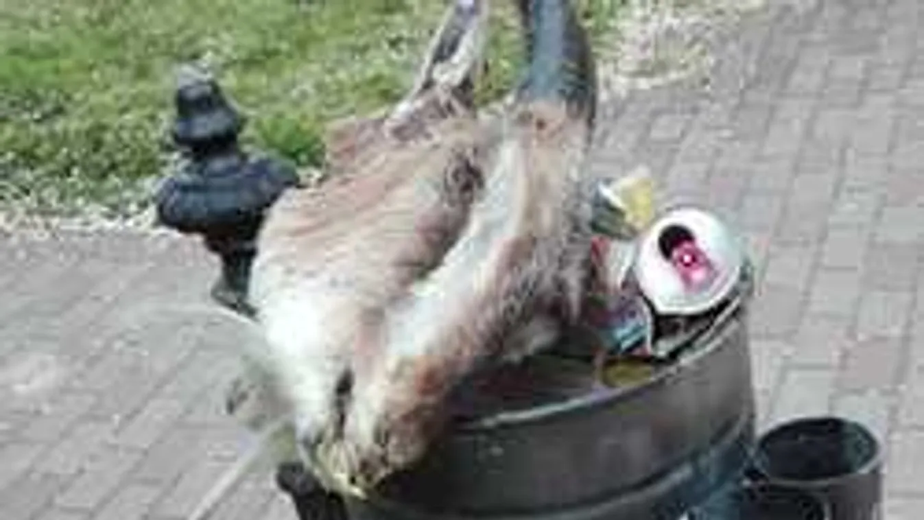 Kidobott kecskefej riogatta az utca embereit