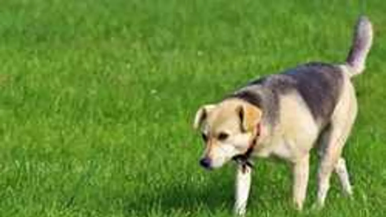 Gyorsan terjed a magyar kutyákat fenyegető új halálos betegség