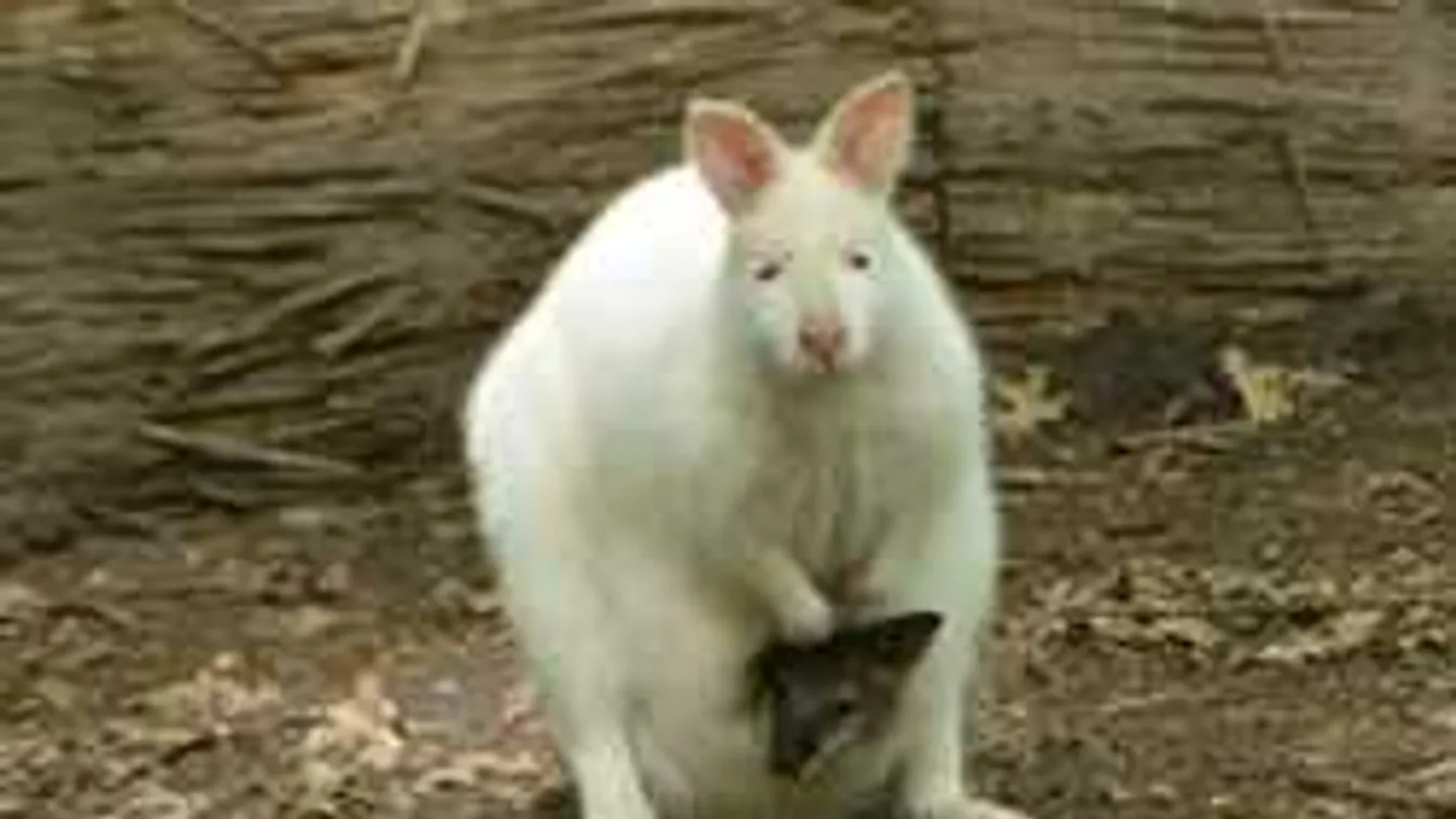 Három kis kenguru a legújabb szenzáció az állatkertben