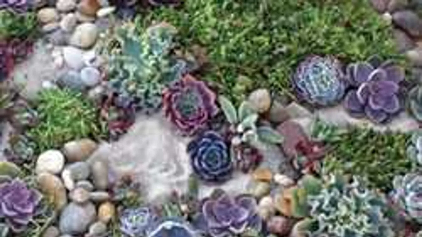Szeretnél szép sziklakertet? Kiderült, mi az igazi titka