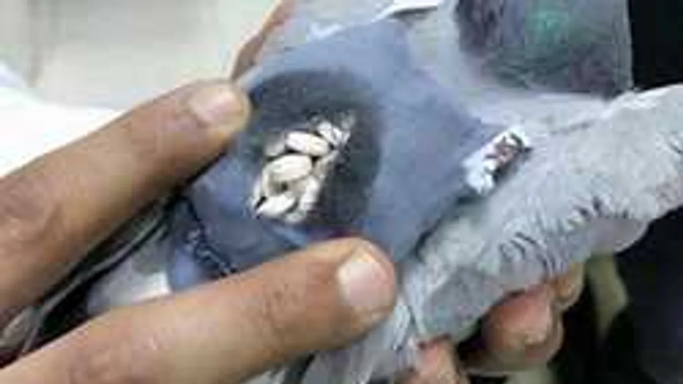 A világ legkülönlegesebb drogfutárát kapcsolták le a rendőrök